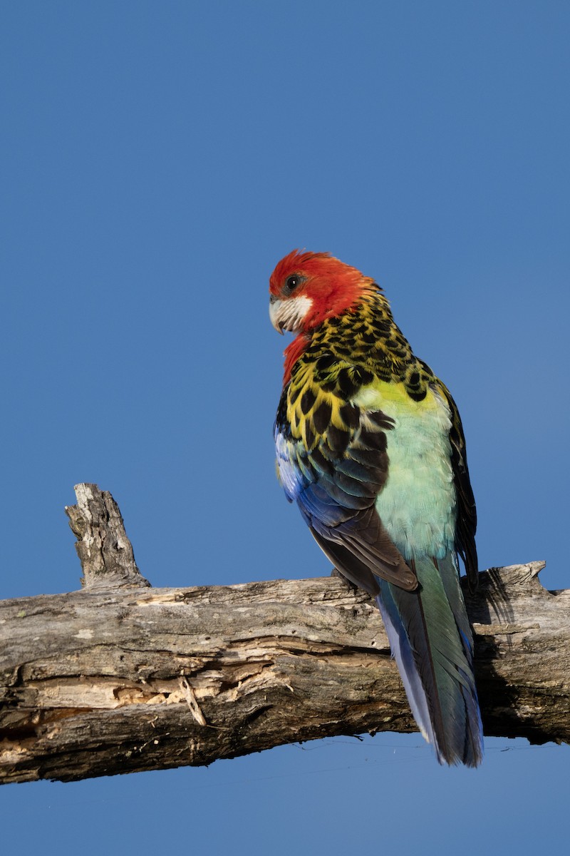 Perruche omnicolore - ML646285363