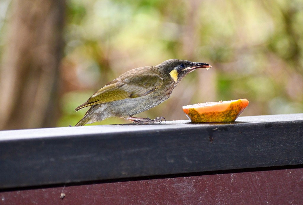 Méliphage de Lewin - ML646285364