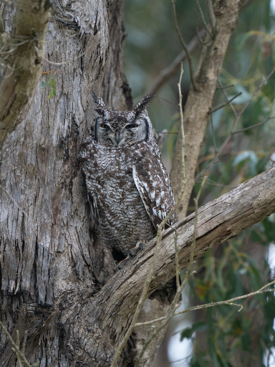 Grand-duc africain - ML646285365