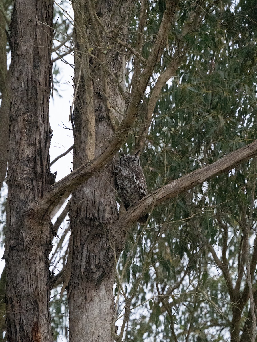 Grand-duc africain - ML646285366