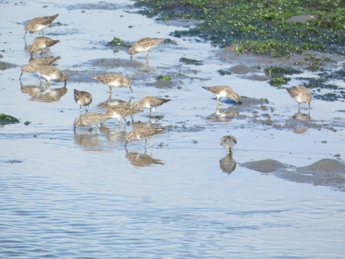 Échasse d'Amérique - ML646285367