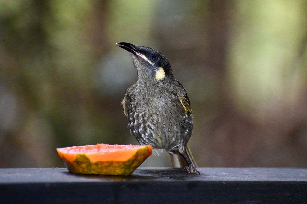 Méliphage de Lewin - ML646285368