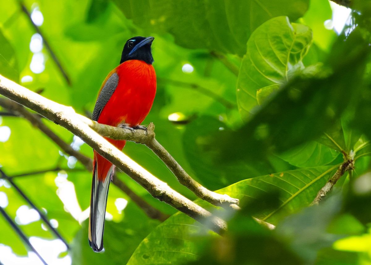 Trogon de Duvaucel - ML646285369