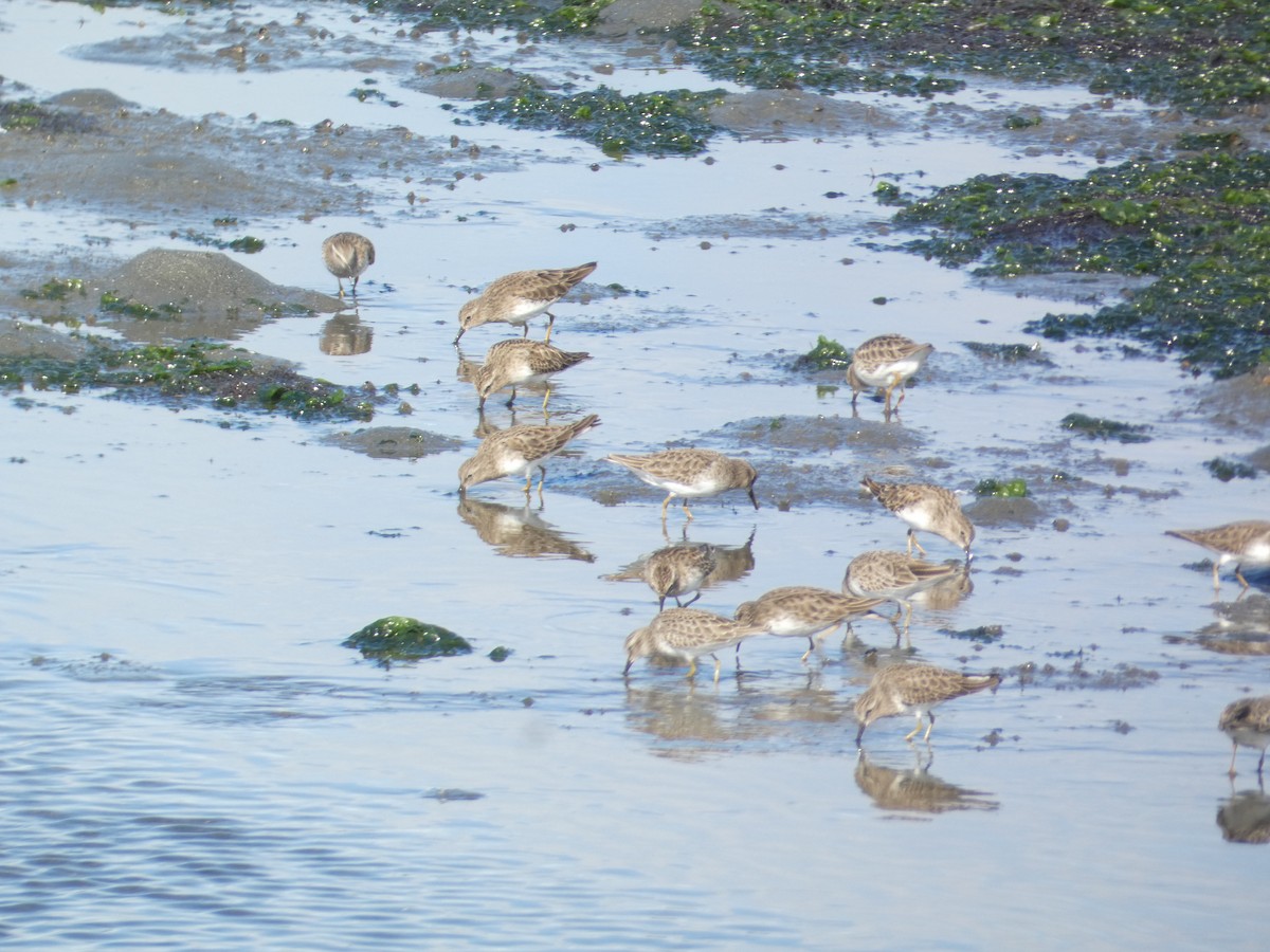 Bécasseau minuscule - ML646285371