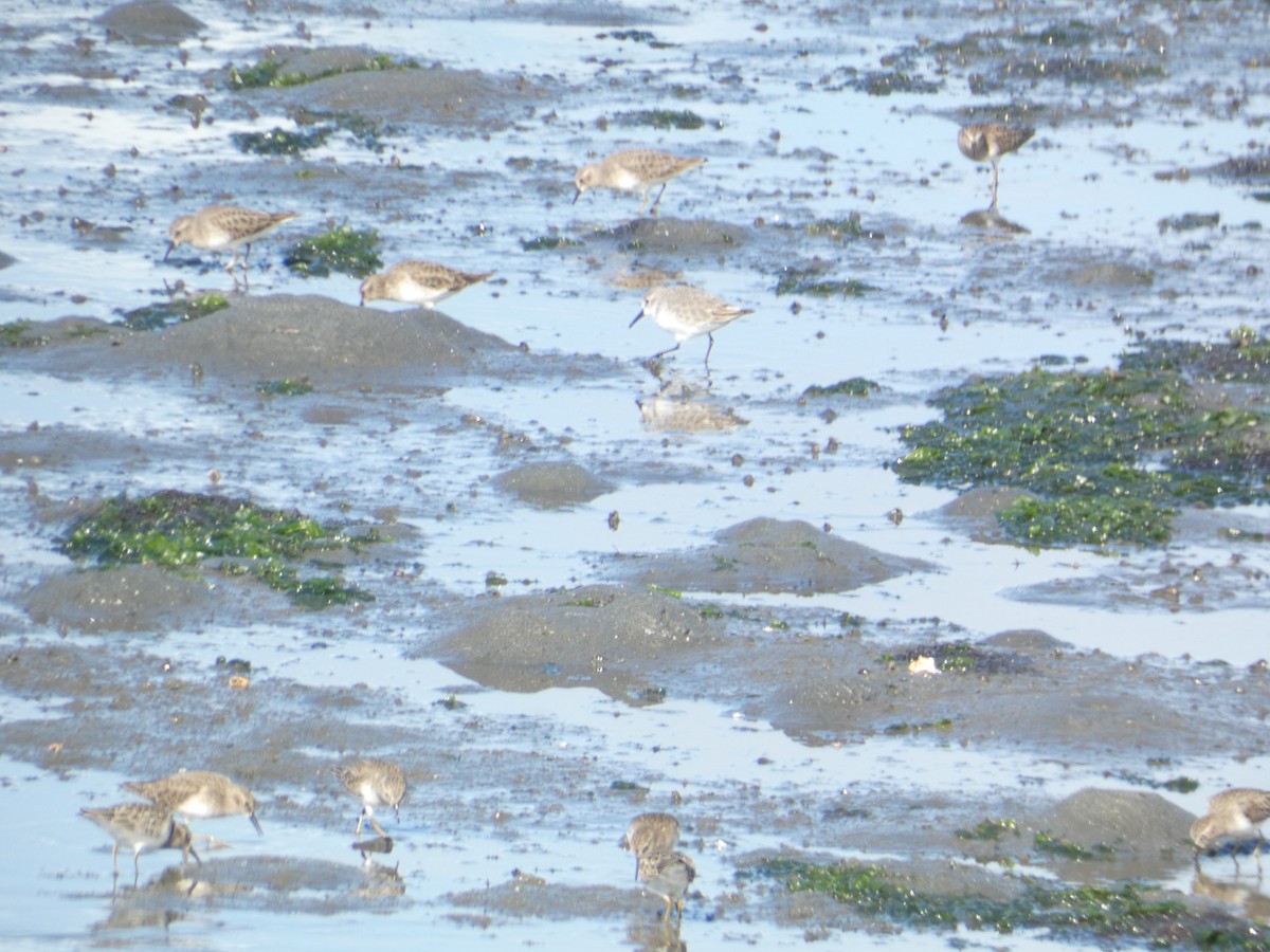 Bécasseau minuscule - ML646285373