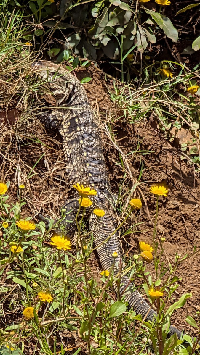 Animales - ML646285374