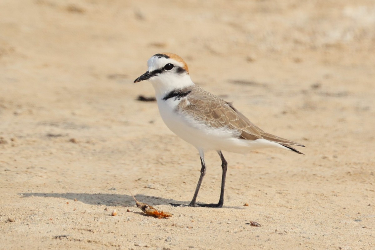 Pluvier du Tibet - ML646285375