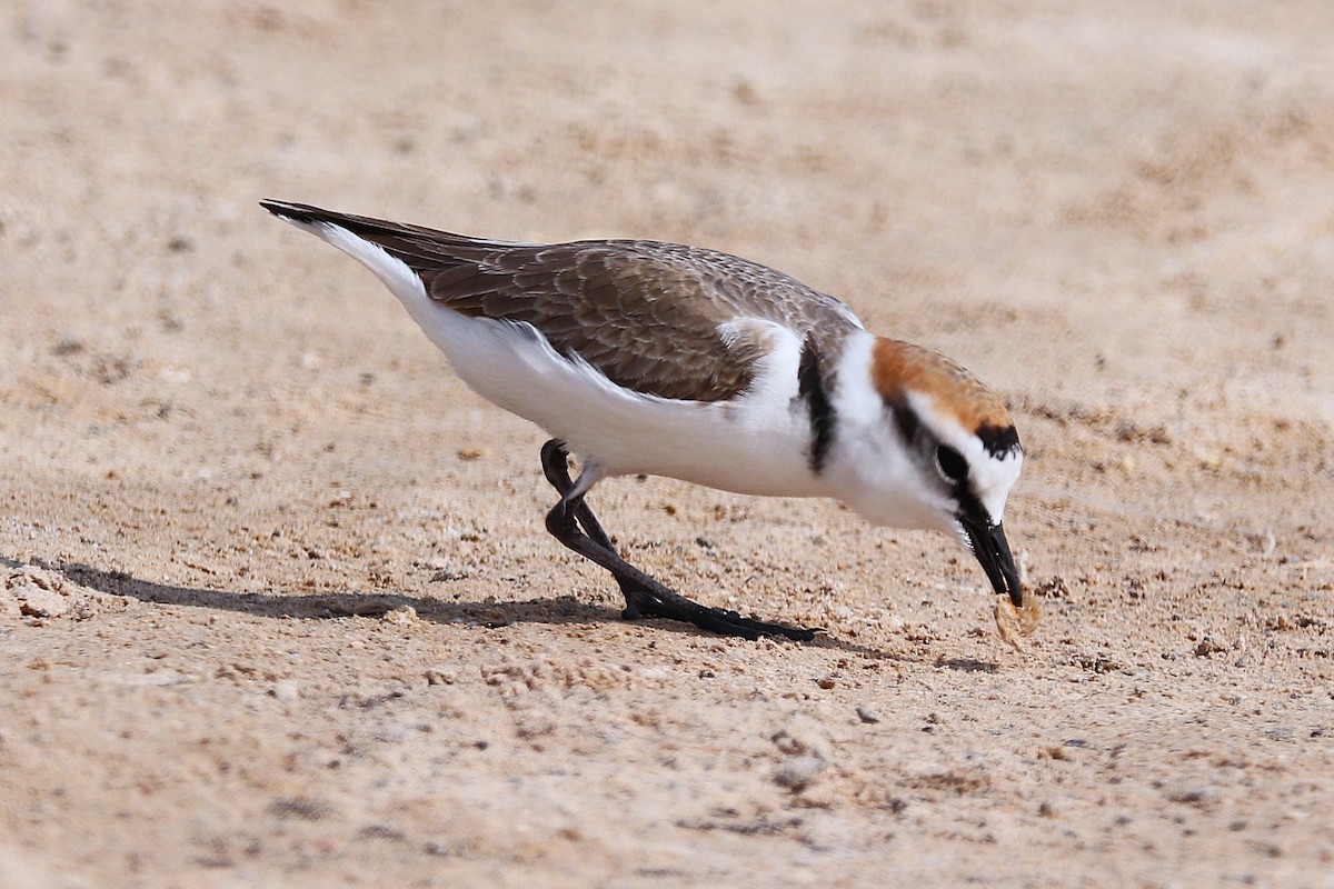 Pluvier du Tibet - ML646285376