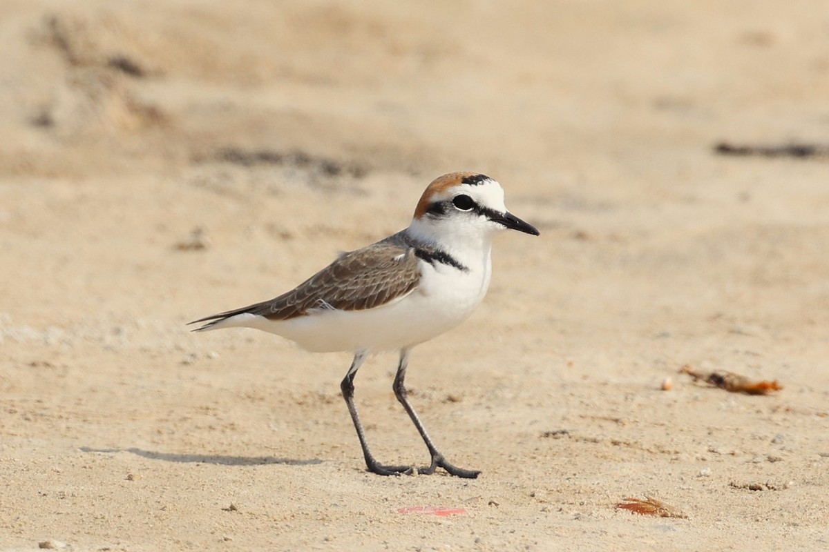 Pluvier du Tibet - ML646285377