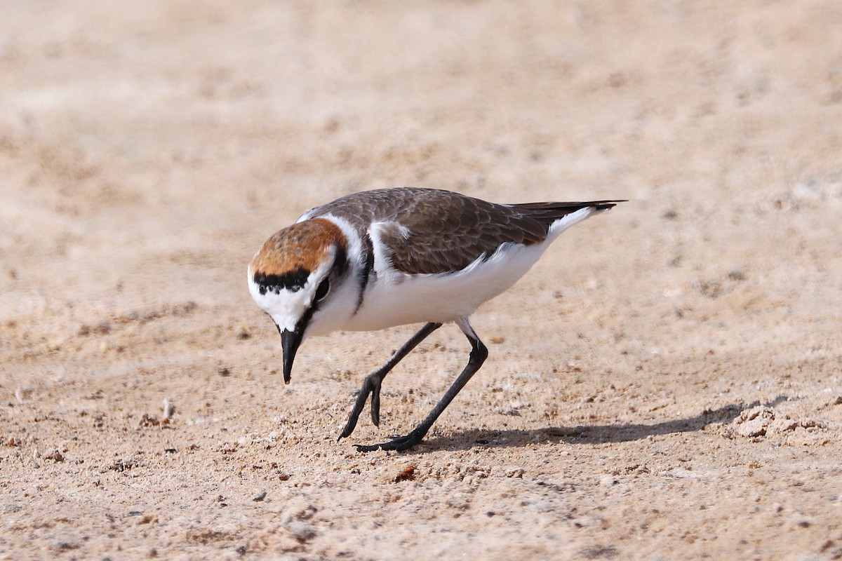 Pluvier du Tibet - ML646285378