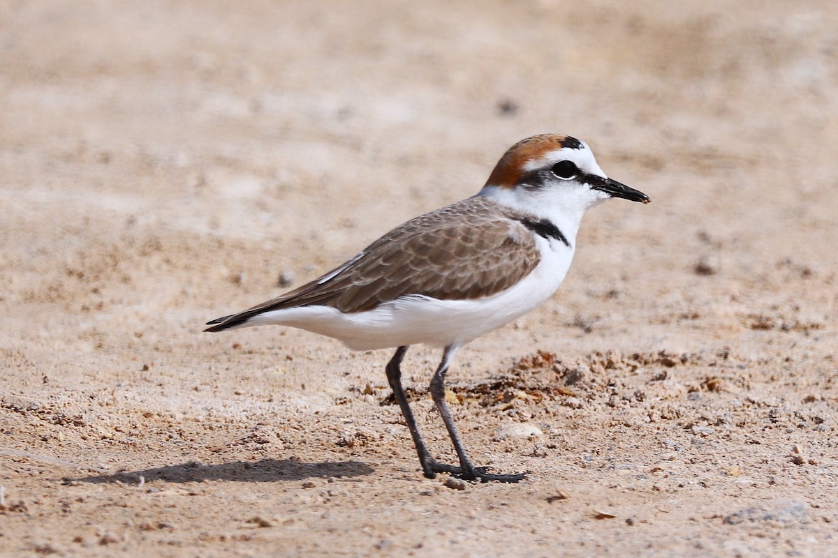 Pluvier du Tibet - ML646285379