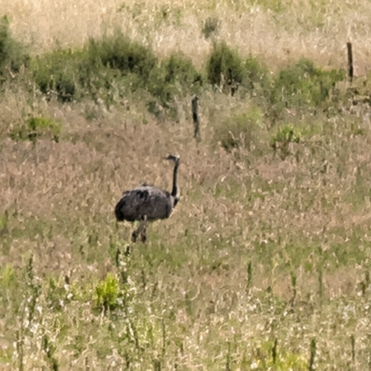 Greater Rhea - ML646285381