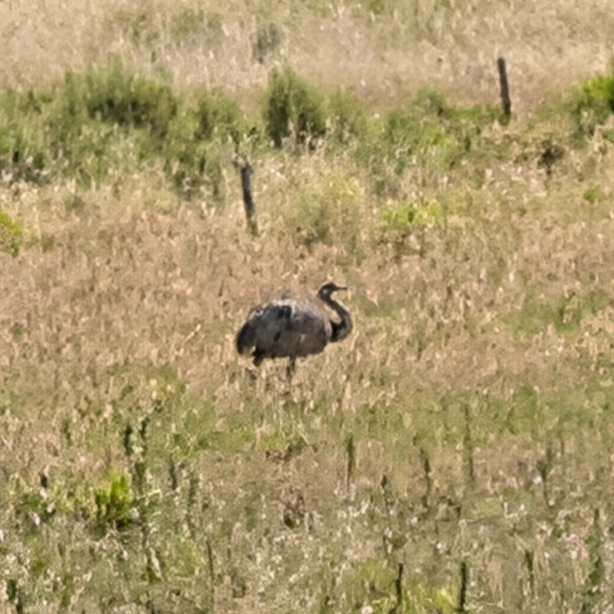 Greater Rhea - ML646285382