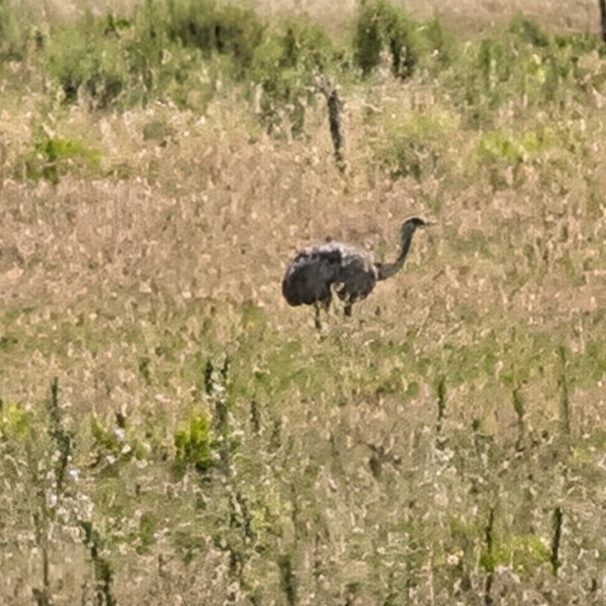 Greater Rhea - ML646285383