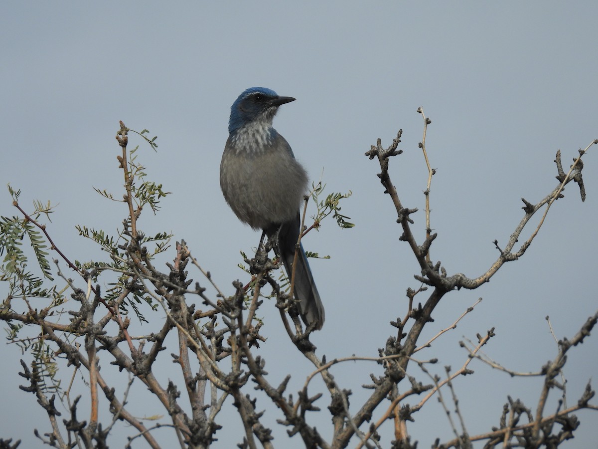 Woodhouse's Scrub-Jay - ML646285384