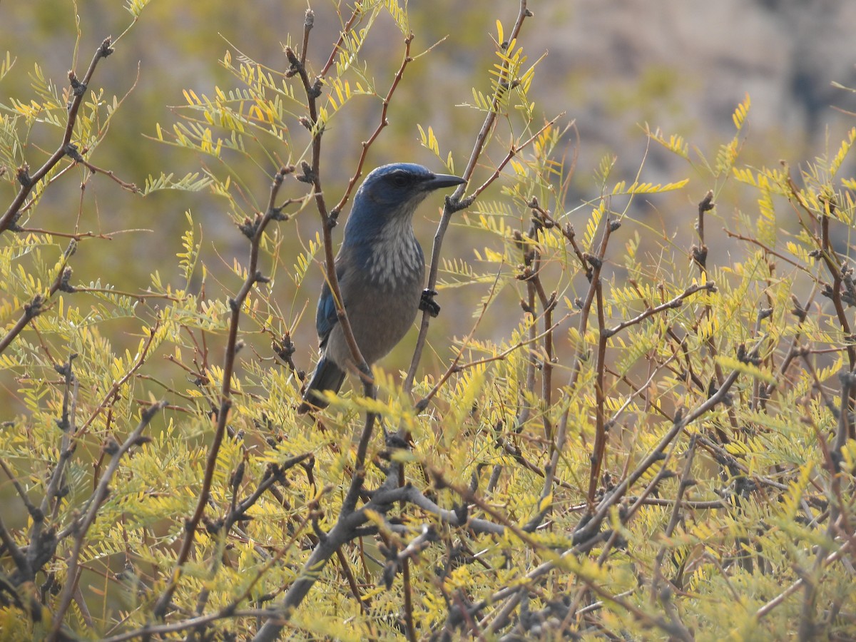 Woodhouse's Scrub-Jay - ML646285385