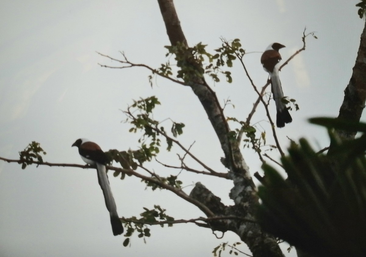 White-bellied Treepie - ML646285386