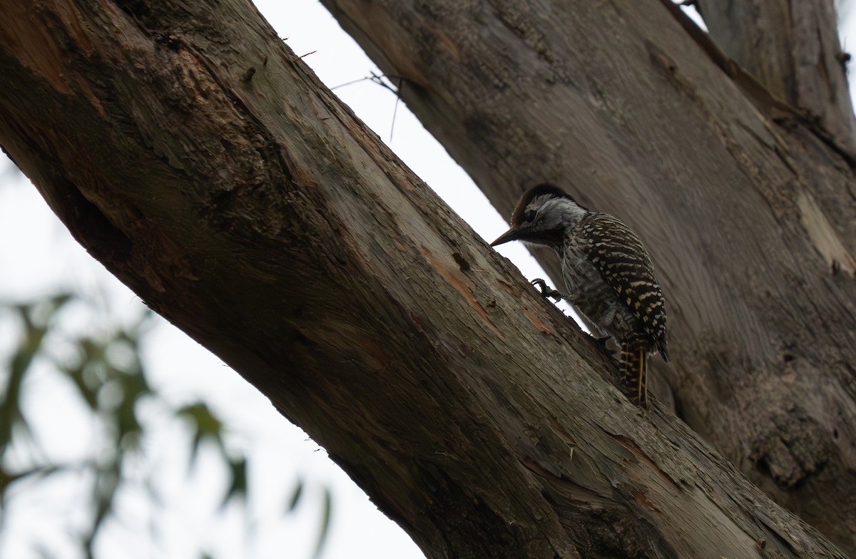 Cardinal Woodpecker - ML646285387