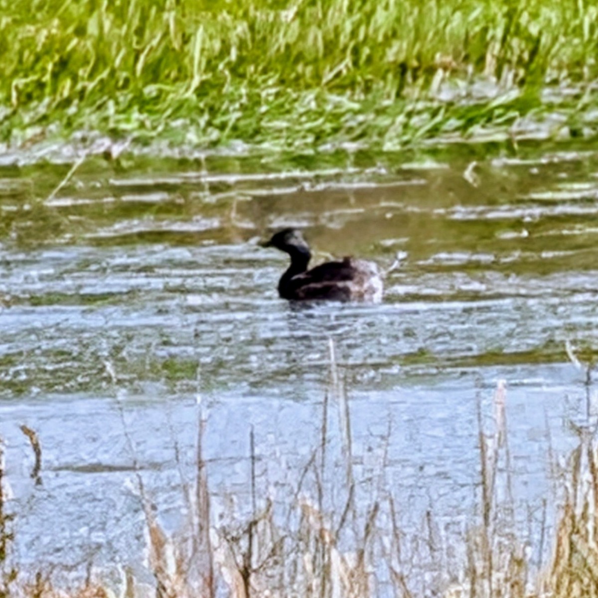 Least Grebe - ML646285388