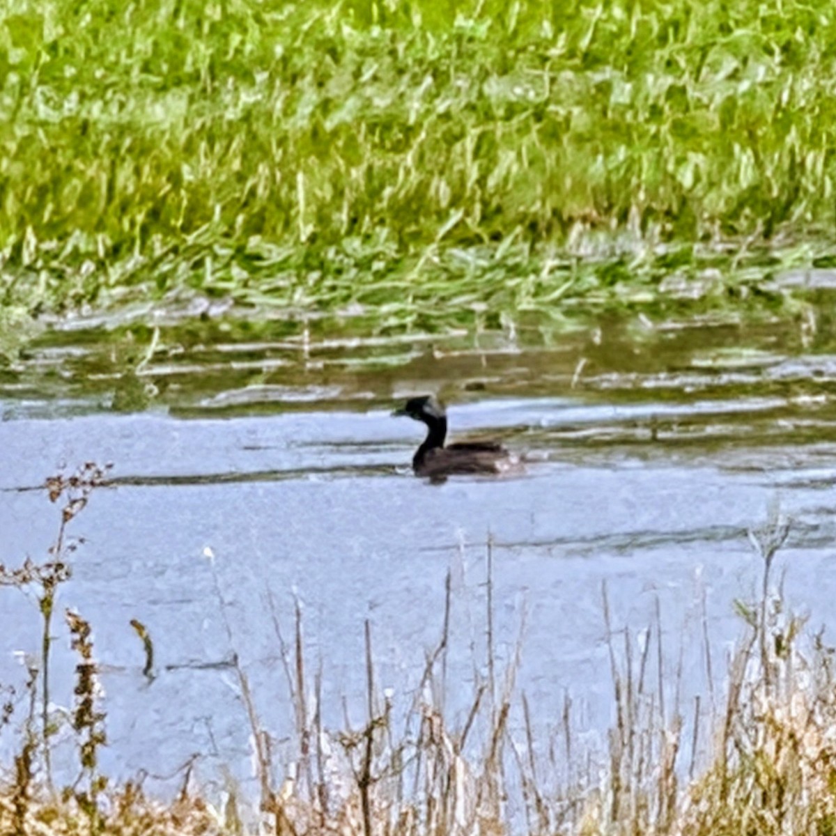 Least Grebe - ML646285389