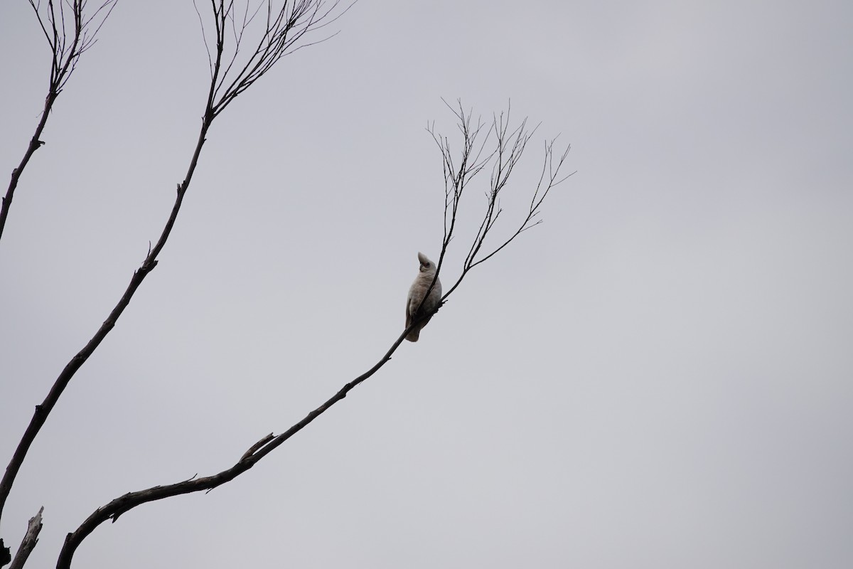 Little Corella - ML646285390