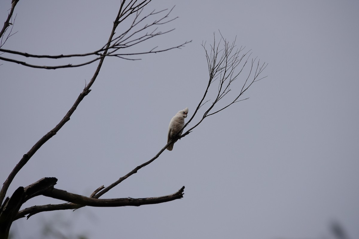 Little Corella - ML646285391