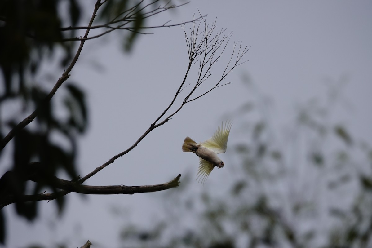 Little Corella - ML646285392