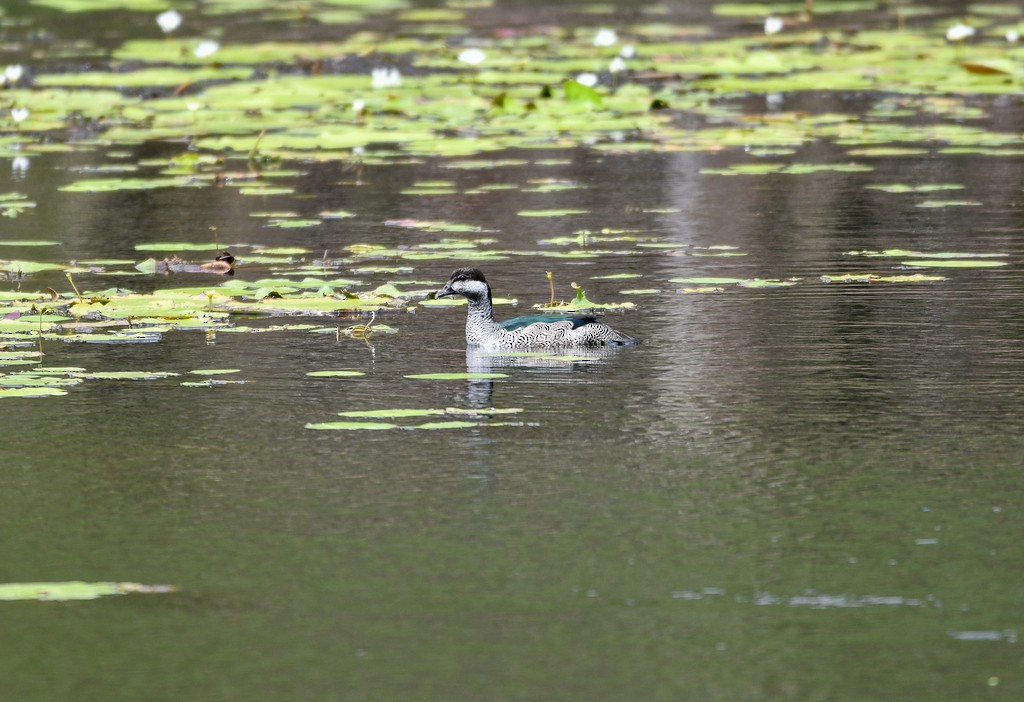 Green Pygmy-Goose - ML646285393