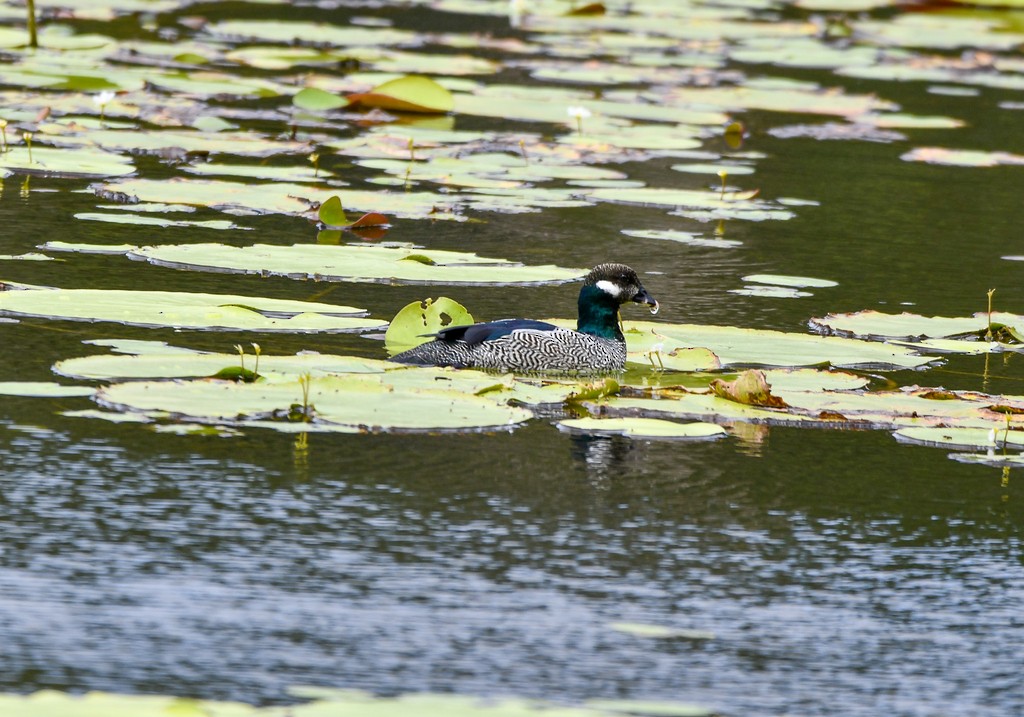 Green Pygmy-Goose - ML646285394