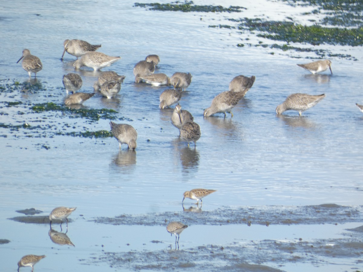Hudsonian Whimbrel - ML646285395