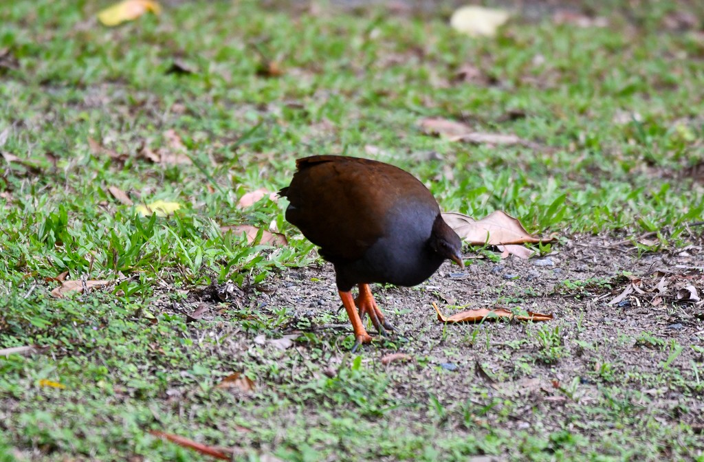 Orange-footed Megapode - ML646285396