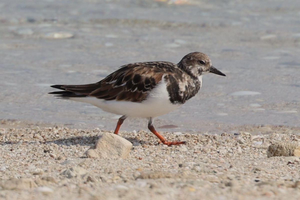 Ruddy Turnstone - ML646285397