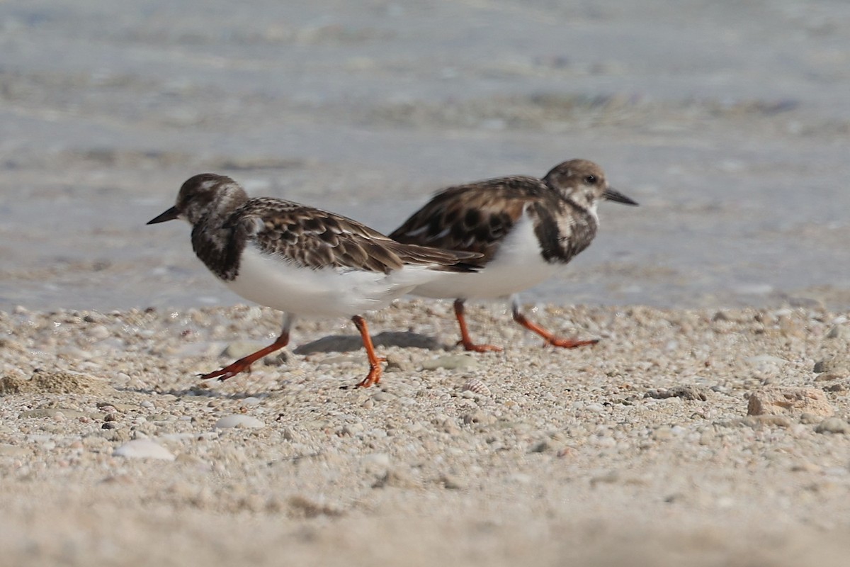 Ruddy Turnstone - ML646285398