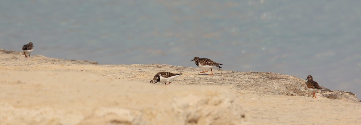 Ruddy Turnstone - ML646285399