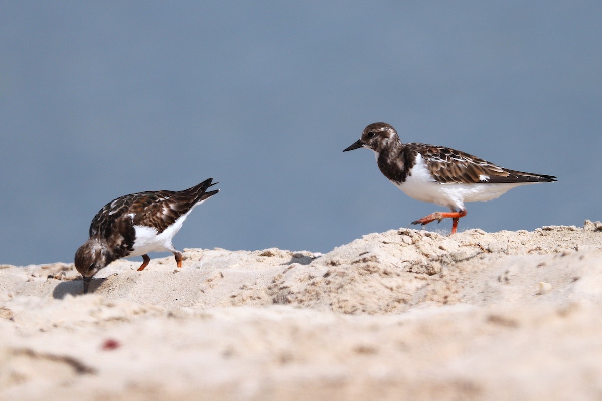 Ruddy Turnstone - ML646285400