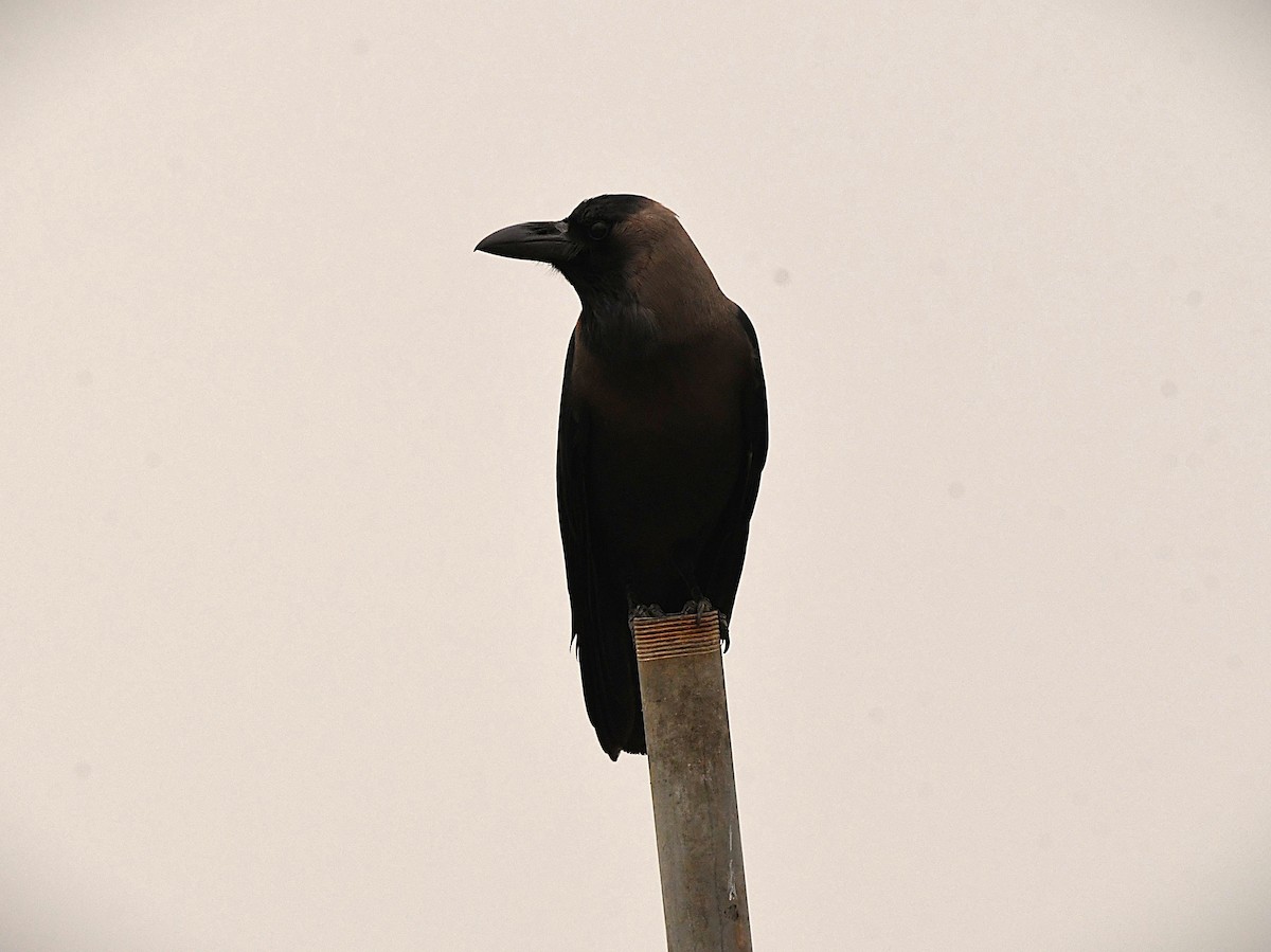 House Crow - ML646285401