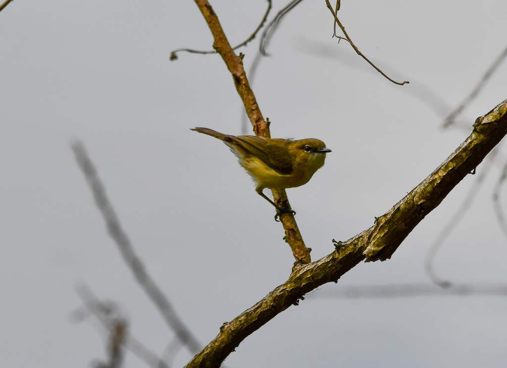 Large-billed Gerygone - ML646285402