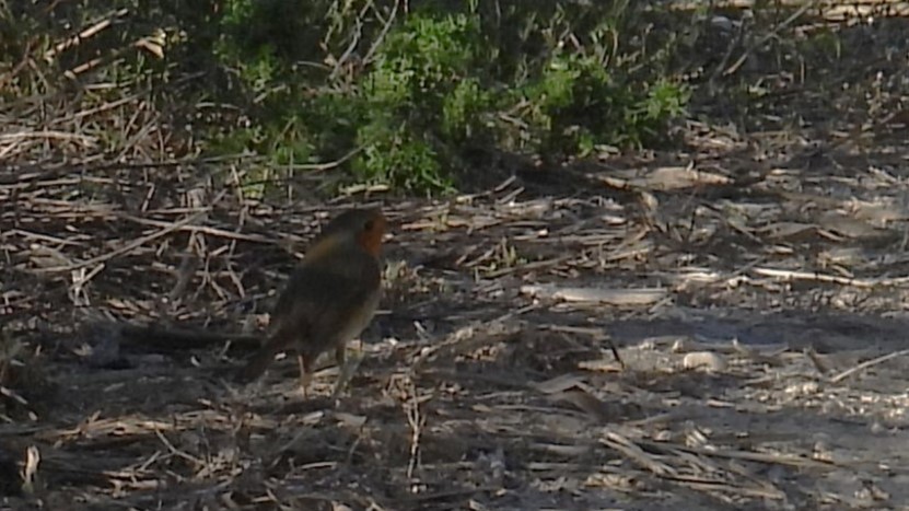 European Robin - ML646285403