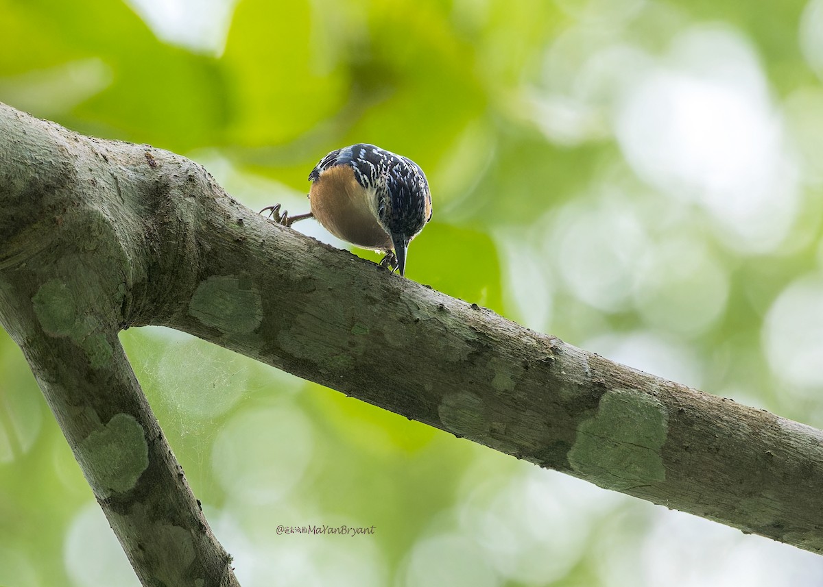 Beautiful Nuthatch - ML646285404