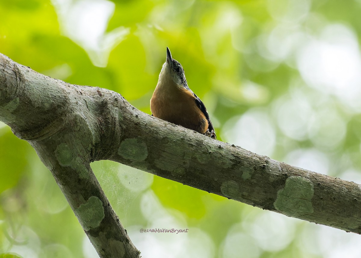 Beautiful Nuthatch - ML646285405