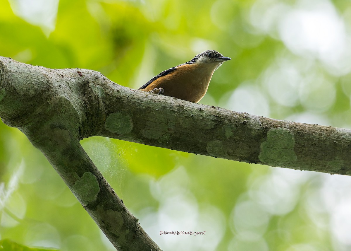 Beautiful Nuthatch - ML646285406