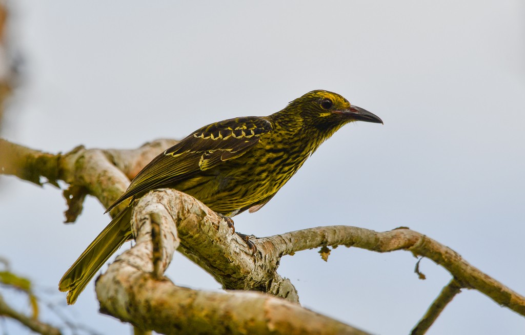 Green Oriole - ML646285407