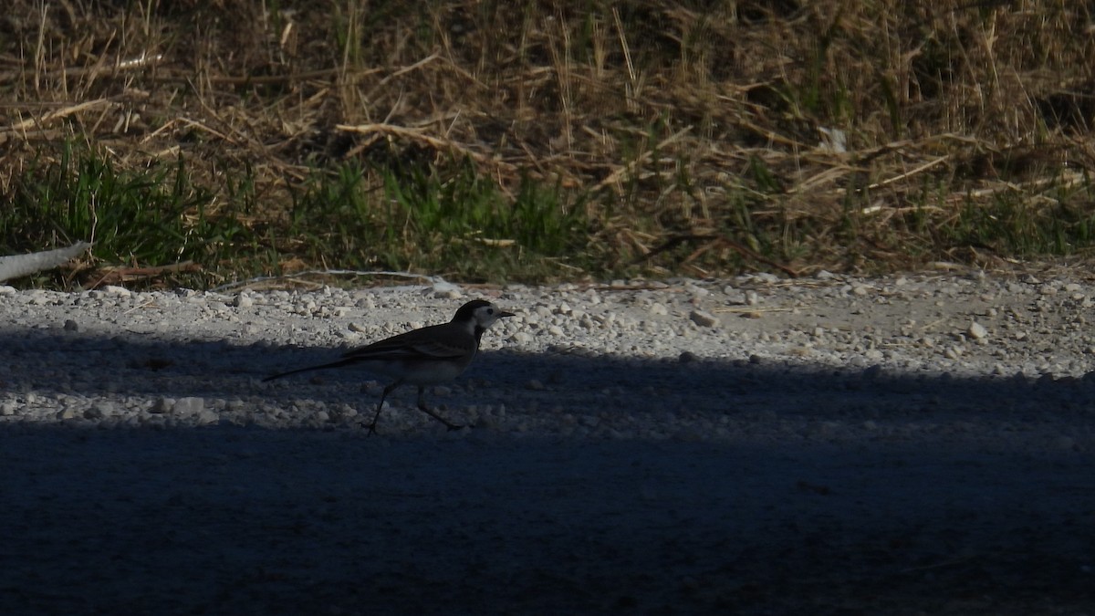 White Wagtail - ML646285408