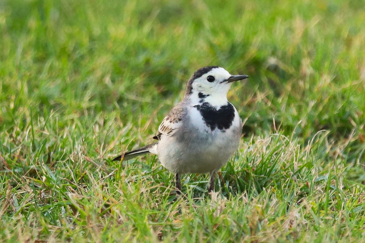White Wagtail - ML646285414