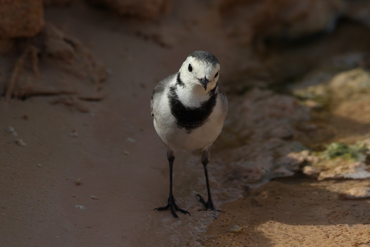 White Wagtail - ML646285415
