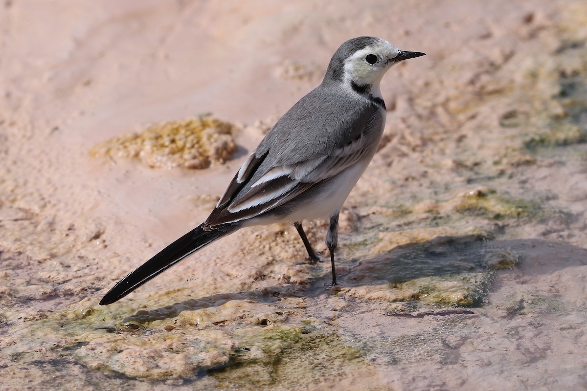 White Wagtail - ML646285416