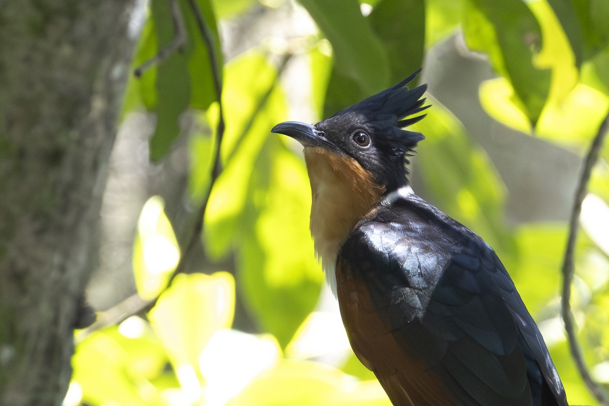 カンムリカッコウ - ML646285429