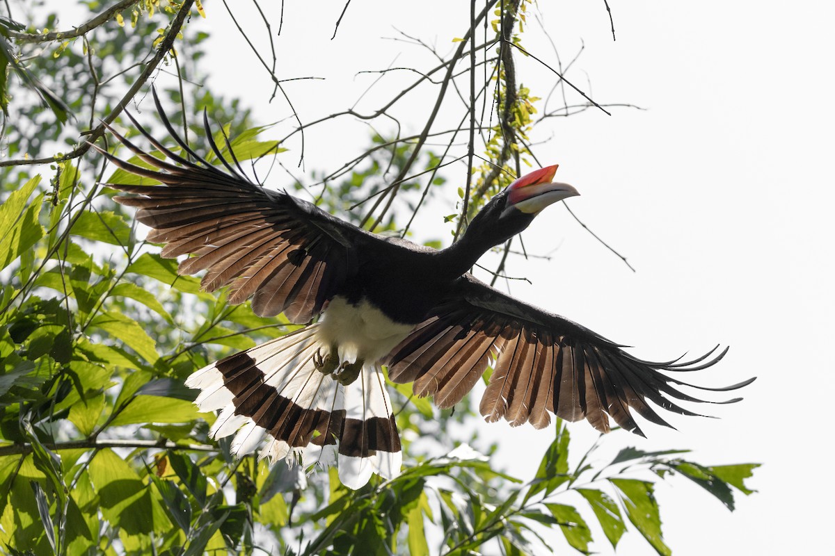Rhinoceros Hornbill - ML646285438