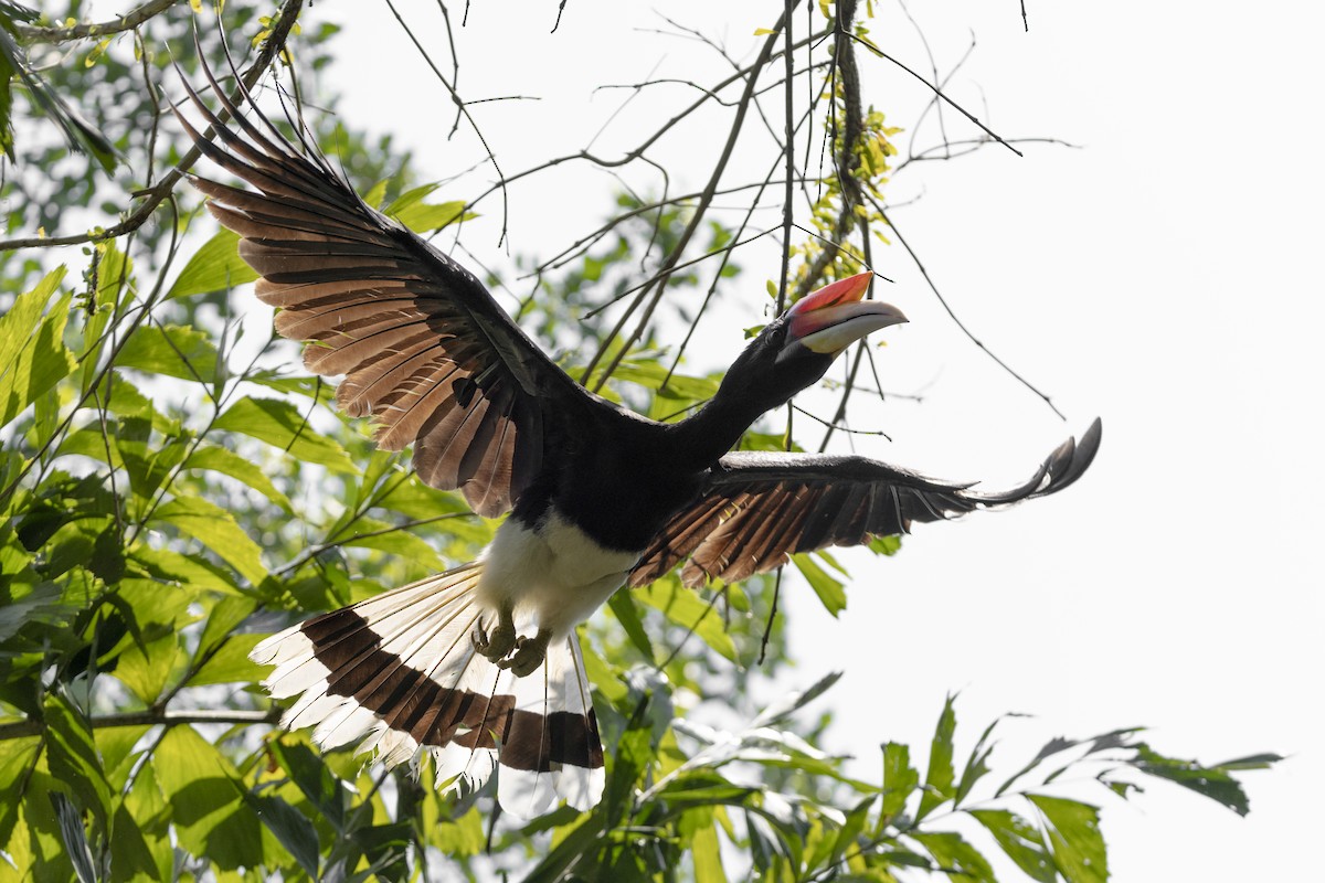 Rhinoceros Hornbill - ML646285440