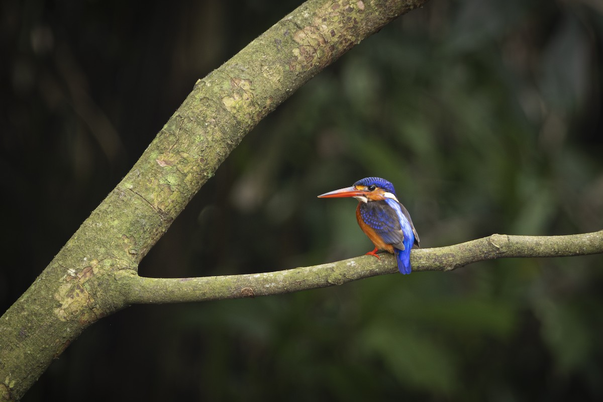 Blue-eared Kingfisher - ML646285444